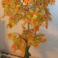 فروش درخت تزیینی