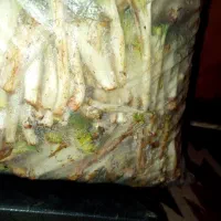 کنگر تمیز و پاک شده کوهستان