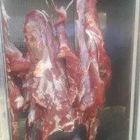 گوشت گوساله گشتاره‌‌روز کشتارگاه
