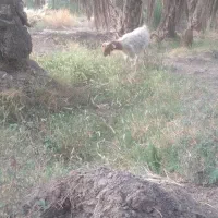 بزابستن وزاییده فروشی..|حیوانات مزرعه|جیرفت, |دیوار