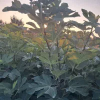 فروش نهال انجیر زعفرانی گلوگاه تضمینی|گل و گیاه طبیعی|گلوگاه, |دیوار