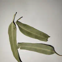 برگ اکالیپتوس