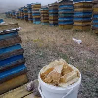 فروش زنبور قوی|حیوانات مزرعه|شفت, |دیوار