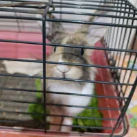 خرگوش نیمه لوپ