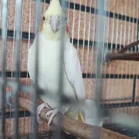 یه جفت عروس هلندی با جوجه|پرنده|پیر بکران, |دیوار