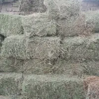 پرس یونجه