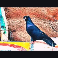 زاغ آبادانی تسو و صرب|پرنده|اردستان, |دیوار