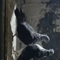 کفتر غریب گیر