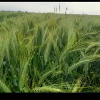 بذز گندم اوکراینی