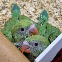 جوجه ملنگو چلوندنی