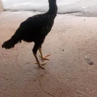 مرغ لاری افغان|پرنده|ایلام, |دیوار