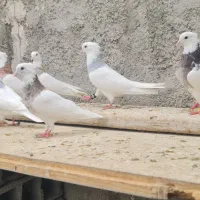 کفتر طوقی هفت رنگ