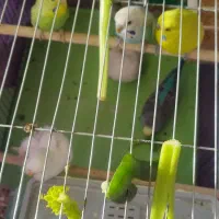 مرغ عشق نر وماده