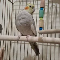 عروس هلندی ماده یکساله|پرنده|تهران, شهید اسدی|دیوار