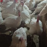 جوجه بوقلمون بیوتی ۲ ماهه و بوربن محلی|حیوانات مزرعه|شیراز, ابیوردی|دیوار
