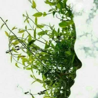 دسته کارگر لوبیا چین دارم