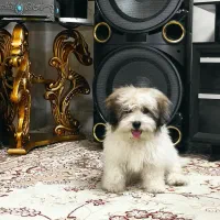 سگ شیتزو فلت شناسنامه دار