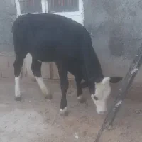 گوساله سیمینتال ماده