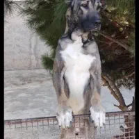 سگ سرابی نگهبان