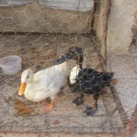 دوتا اردک