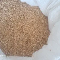 فروش گندم