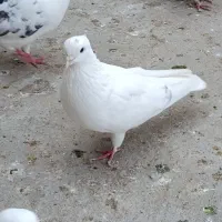 کفتر سفید کاکولی مهر خالپیس  کاکولی|پرنده|گرگان, |دیوار