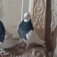 کفتر امروز گمشده