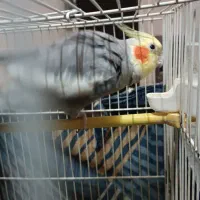 دوجفت عروس هلندی سالم با ۳دانه تخم