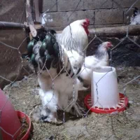 فروش مرغ و جوجه برهما و سسار،،و دستگاه جوجه کشی|حیوانات مزرعه|مشگین شهر, |دیوار