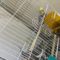 عروس هلندی جفت تخم گذار|پرنده|باقرشهر, |دیوار