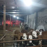 فروش گوساله های اصیل سمینتال دردامداری لاهیج دام