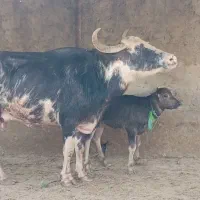گاومیش تازه زایده معاوضه باقصابی