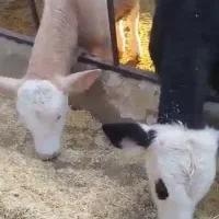 4راس گوساله فروشی