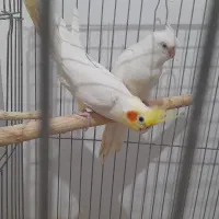 عروس هلندی مولد آلبینو با یک جوجه|پرنده|رباط‌کریم, نصیرشهر|دیوار