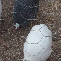 مرغ شاخدار جوان و زیبا