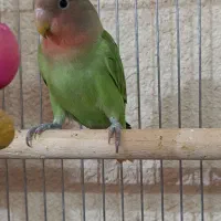 کوتوله برزیلی جفت