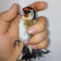 سهره نر عطیقه چونه سفید لوپ دودی|پرنده|تهران, مسعودیه|دیوار