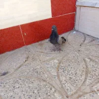 کبوتر سبز چشم سفید