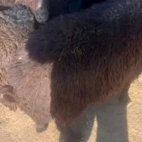 بره  نر  پایه پروار