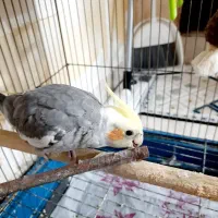 عروس هلندی نر دستی