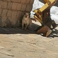 سگ پا کوتا