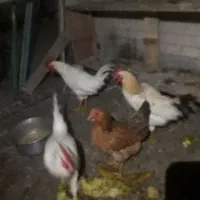 مرغ و خروس