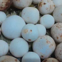 سنگ آسیاب تعداد محدود|کلکسیون اشیاء عتیقه|بیرانوند, |دیوار