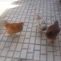 مرغ وخروس محلی