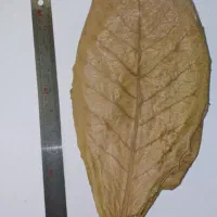 بتاگالری