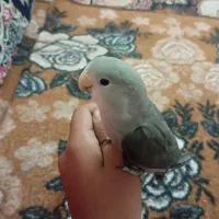 کوتوله
