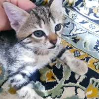 بچه گربه
