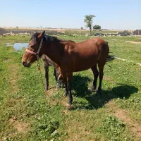 مادیون با کره اسب و نوزین