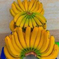 موز ( پخش عمده )