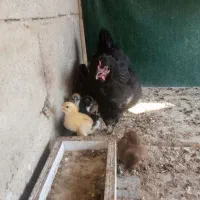 مرغ کرک با ۱۵تا جوجه